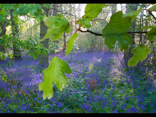 Loudham bluebell wood.jpg